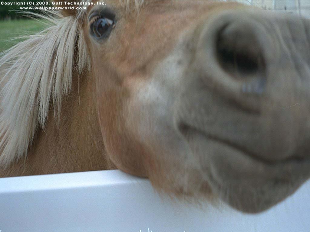 koňk8.jpg